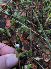 Justicia anagalloides