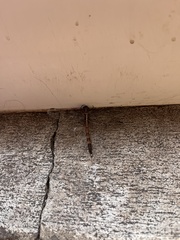 Orthetrum julia capicola