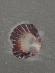 Pecten novaezelandiae