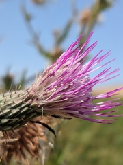 Cirsium hydrophilum hydrophilum