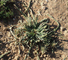 Plantago crypsoides