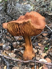 Cortinarius castoreus