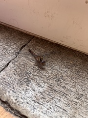 Orthetrum julia capicola