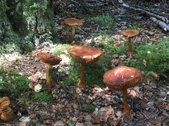Cortinarius castoreus
