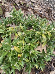 Sarcococca