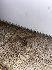 Orthetrum julia capicola