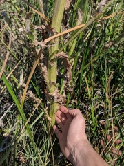 Cirsium hydrophilum hydrophilum