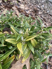 Sarcococca