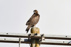 Buteo jamaicensis