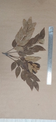 Ormosia travancorica
