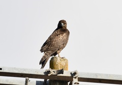 Buteo jamaicensis