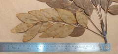 Ormosia travancorica