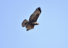 Buteo jamaicensis