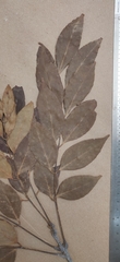 Ormosia travancorica