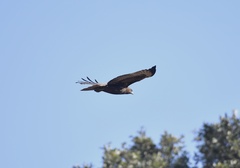 Buteo jamaicensis