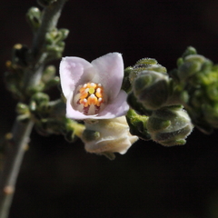 Cyanothamnus coerulescens
