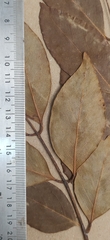 Ormosia travancorica