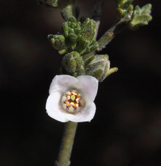 Cyanothamnus coerulescens