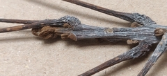 Ormosia travancorica