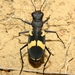 Cicindela princeps - Photo (c) Aniruddha H D, some rights reserved (CC BY-NC), uploaded by Aniruddha H D