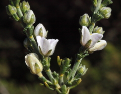 Cyanothamnus coerulescens