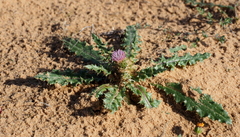 Carduus getulus