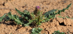 Carduus getulus