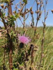 Cirsium hydrophilum hydrophilum