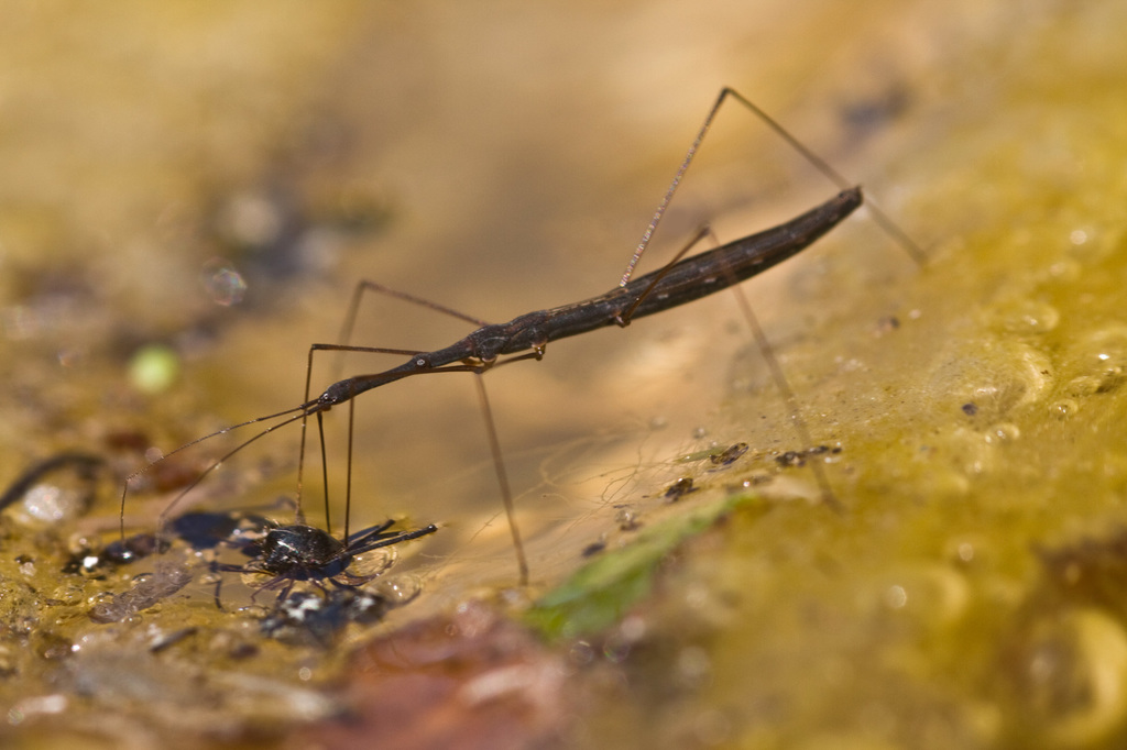 Водомерка обыкновенная (Животный мир болот) · iNaturalist