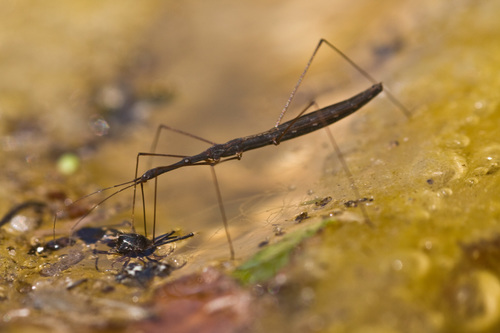 Genus Hydrometra · iNaturalist Canada