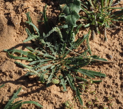 Plantago crypsoides