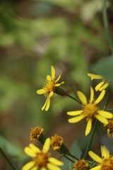 Senecio scandens