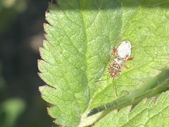 Liorhyssus