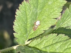 Liorhyssus