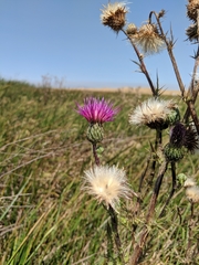 Cirsium hydrophilum hydrophilum