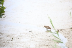 Gallinago gallinago