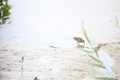 Gallinago gallinago