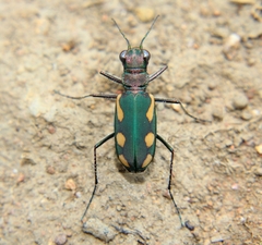Cicindela guttata