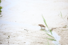 Gallinago gallinago