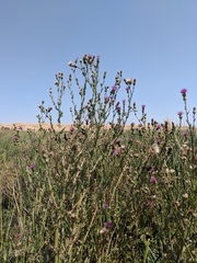 Cirsium hydrophilum hydrophilum