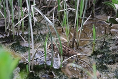 Gallinago gallinago