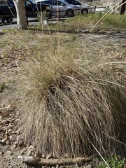 Muhlenbergia rigens