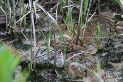 Gallinago gallinago
