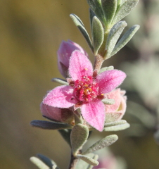Boronia ternata ternata