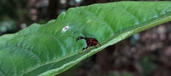 Apoderinae