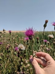 Cirsium hydrophilum hydrophilum