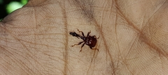 Apoderinae