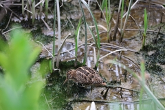 Gallinago gallinago