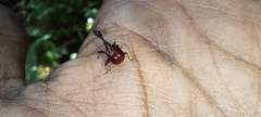 Apoderinae
