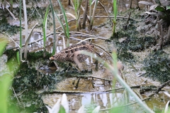 Gallinago gallinago